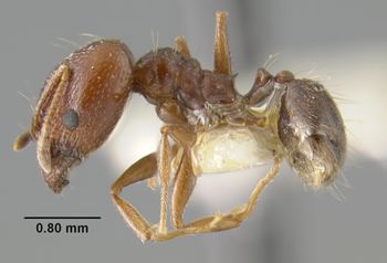 Media type: image;   Entomology 20687 Aspect: habitus lateral view